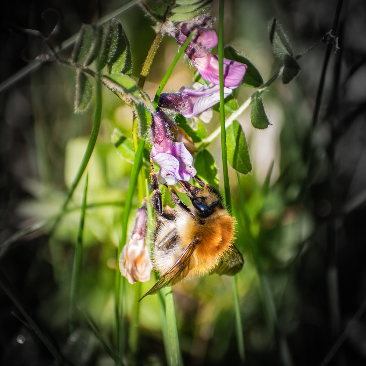 Bumble bee close up picture