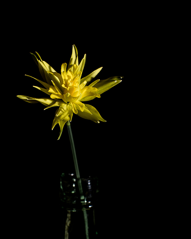 Fine art photograph of a Daffodil