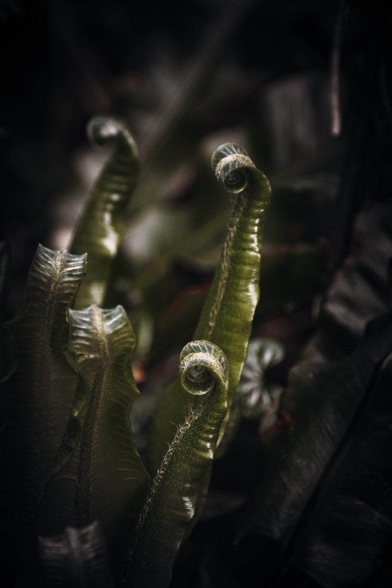 Wildlife photograph of a newly sprouting fern