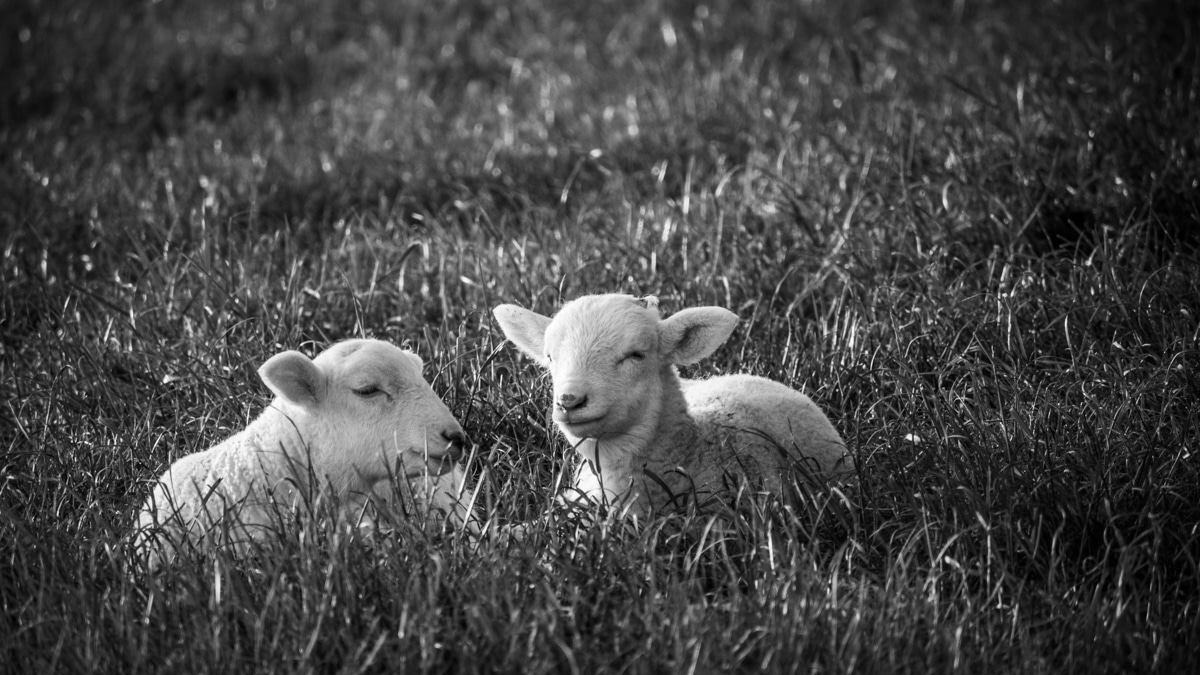 Spring lambs black and white photograph