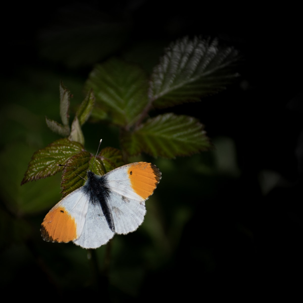 Butterfly nature photograph