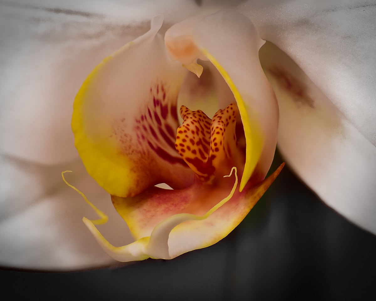 A macro image of an Orchid