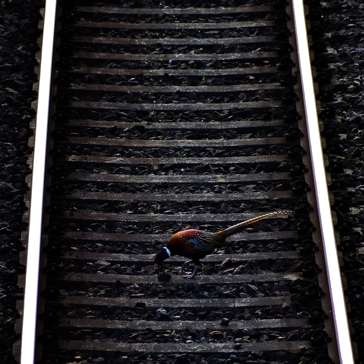 A gritty image of a Pheasant on the railway tracks