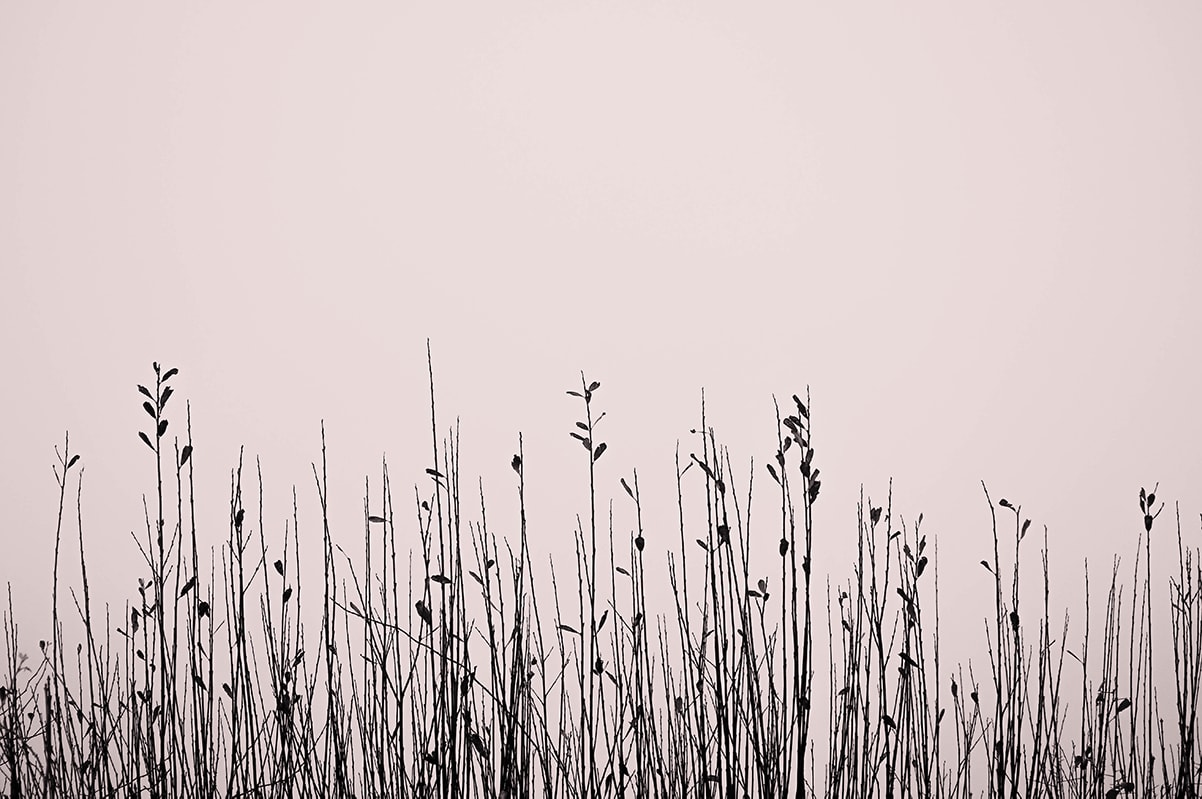 silhouette of reeds in the mist landscape