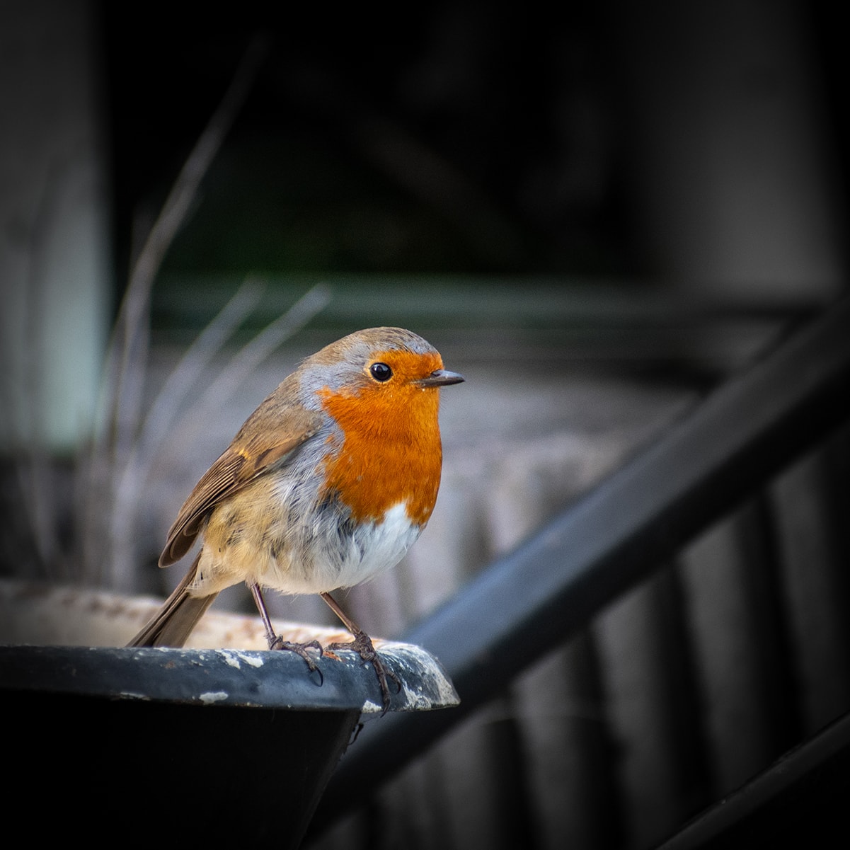 A Robin captured in a wildlife photo