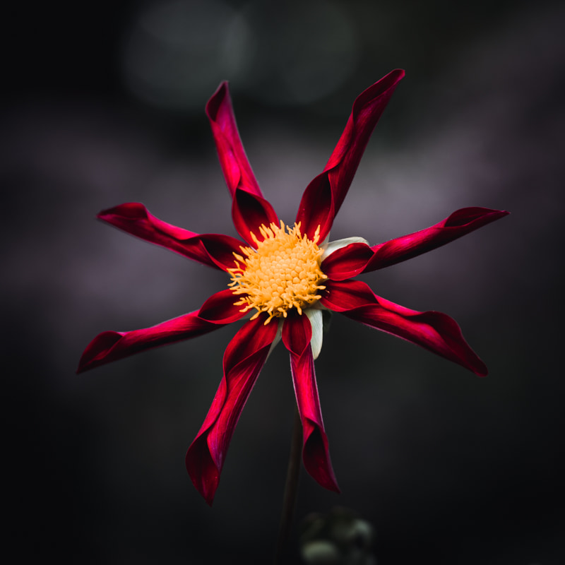 A photo of Dahlia Honka Red