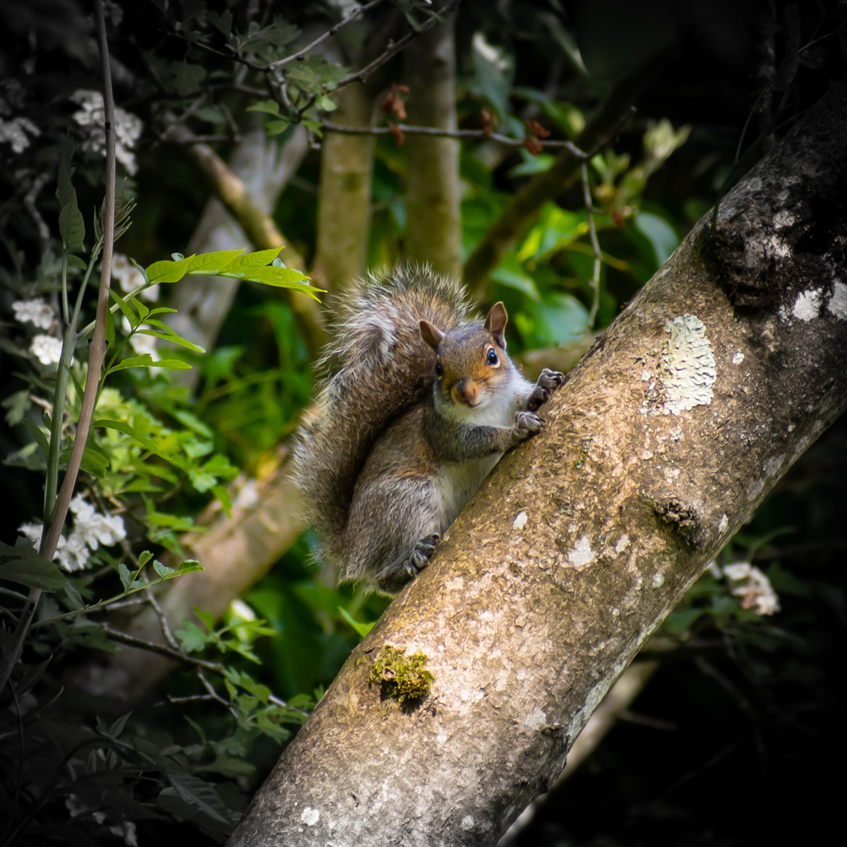 An inquisitive squirrel nature photo