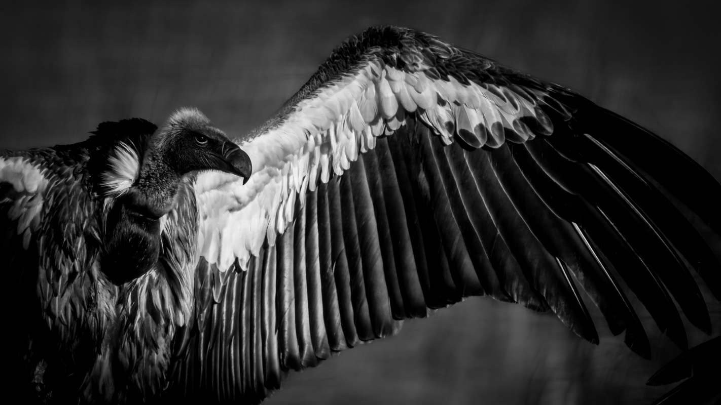 A Vulture spreading its wings