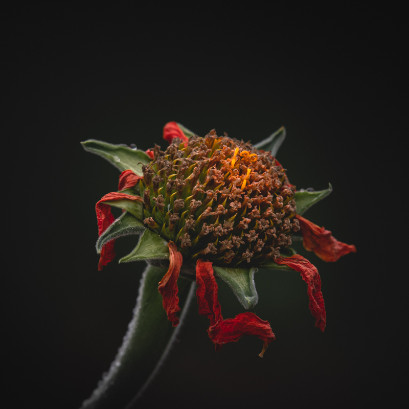 Moody photo of a withered flower